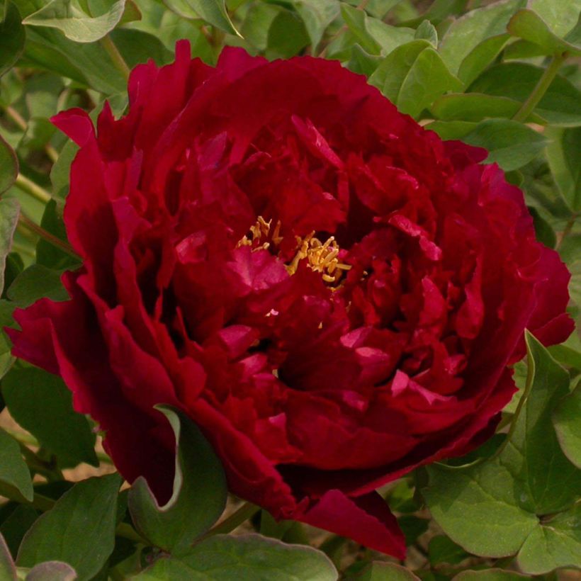 Pivoine arbustive 15 Wu Jin Yao Hui - Paeonia suffruticosa (Flowering)