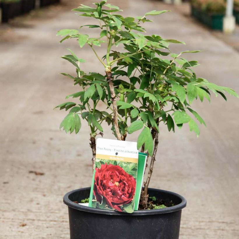 Pivoine arbustive 15 Wu Jin Yao Hui - Paeonia suffruticosa (Plant habit)