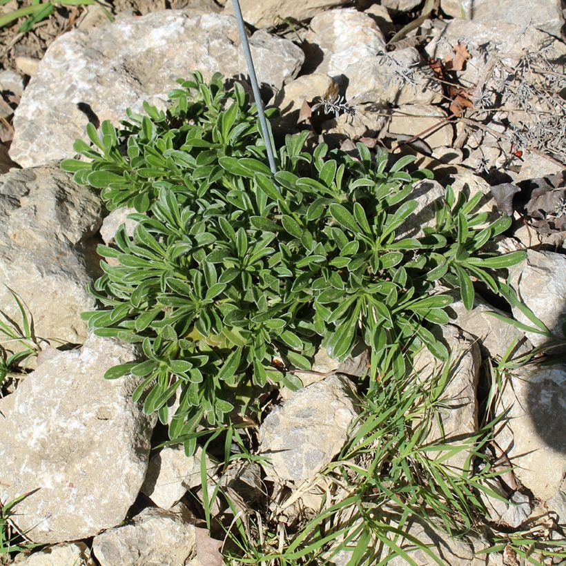 Pallenis maritima Aurelia Gold - Astérolide maritime (Plant habit)