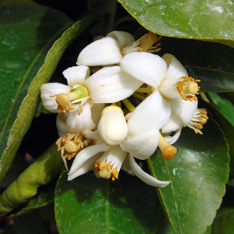 Pamplemousse (Pomelo) - Citrus (x) paradisi (Flowering)