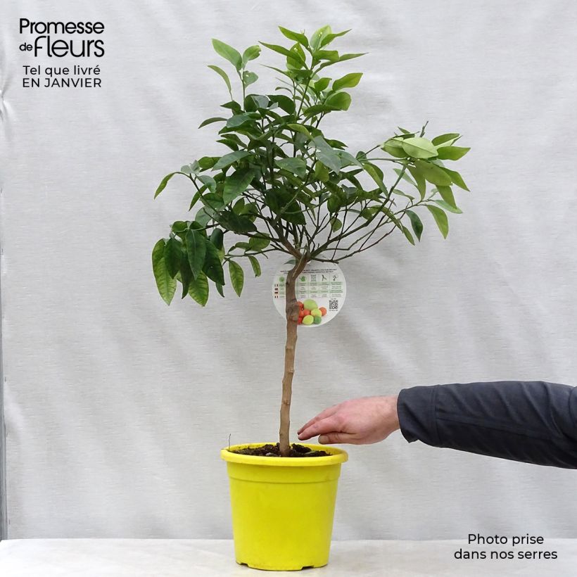 Example of Pamplemoussier - Citrus maxima Pot de 3L/4L, 1/4 de tige as you get in hiver