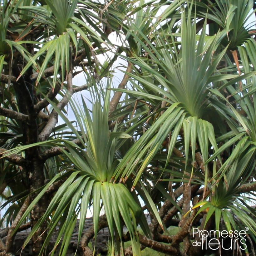 Pandanus utilis - Vacoa (Foliage)
