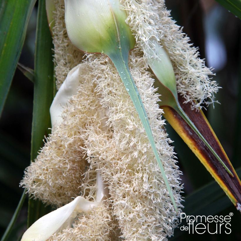 Pandanus utilis - Vacoa (Flowering)
