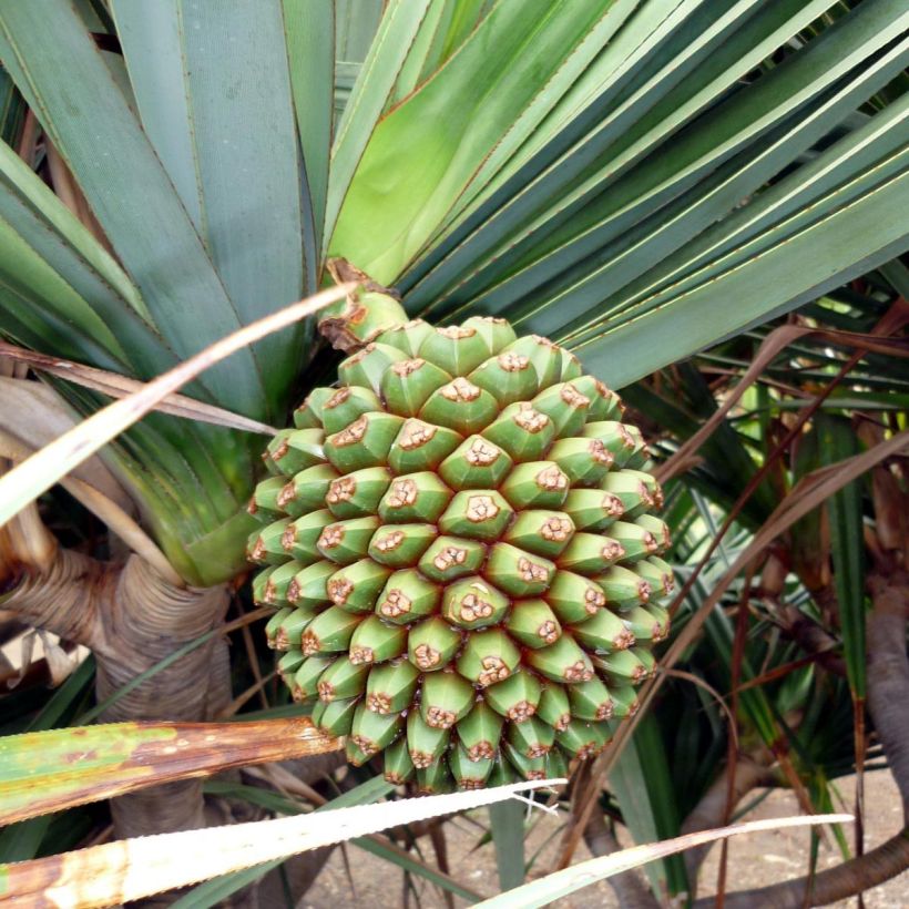Pandanus utilis - Vacoa (Harvest)