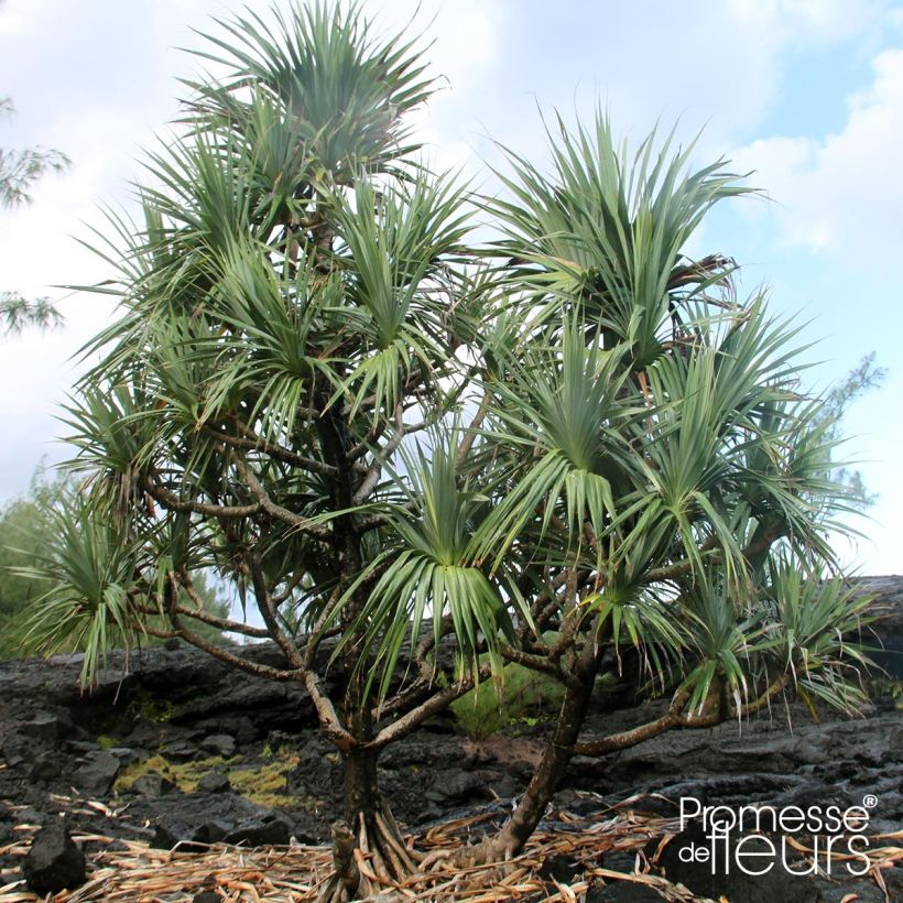 Pandanus utilis - Vacoa (Plant habit)