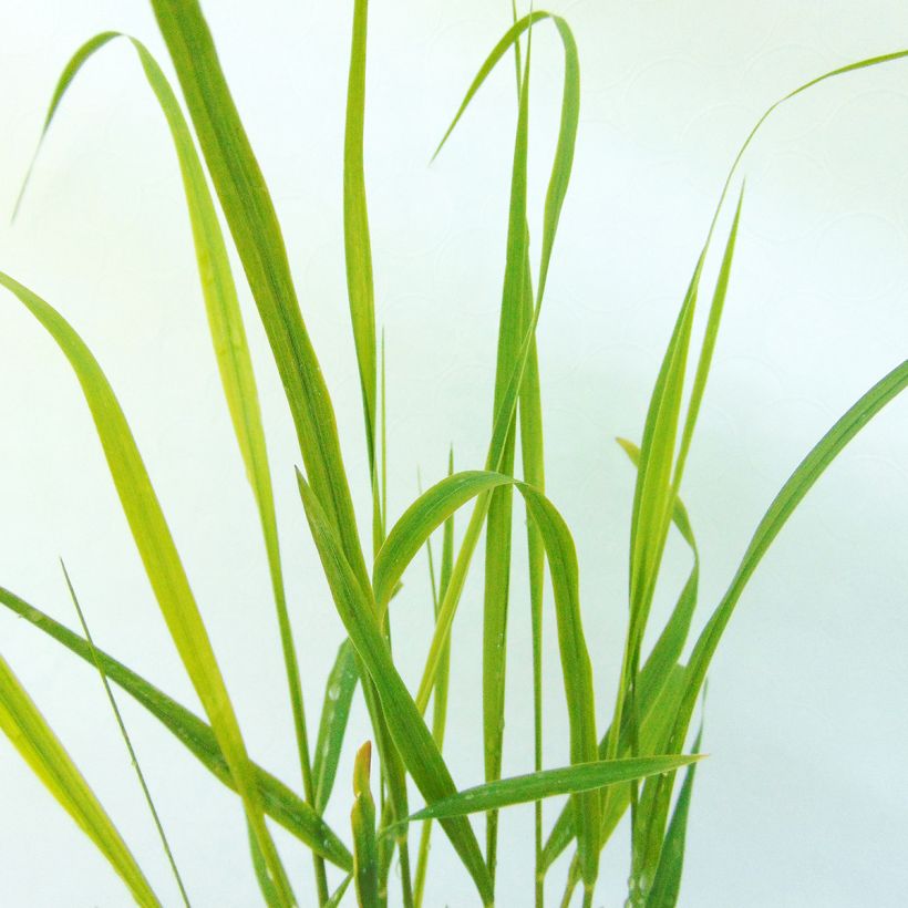 Panic érigé - Panicum virgatum Hanse Herms  (Foliage)