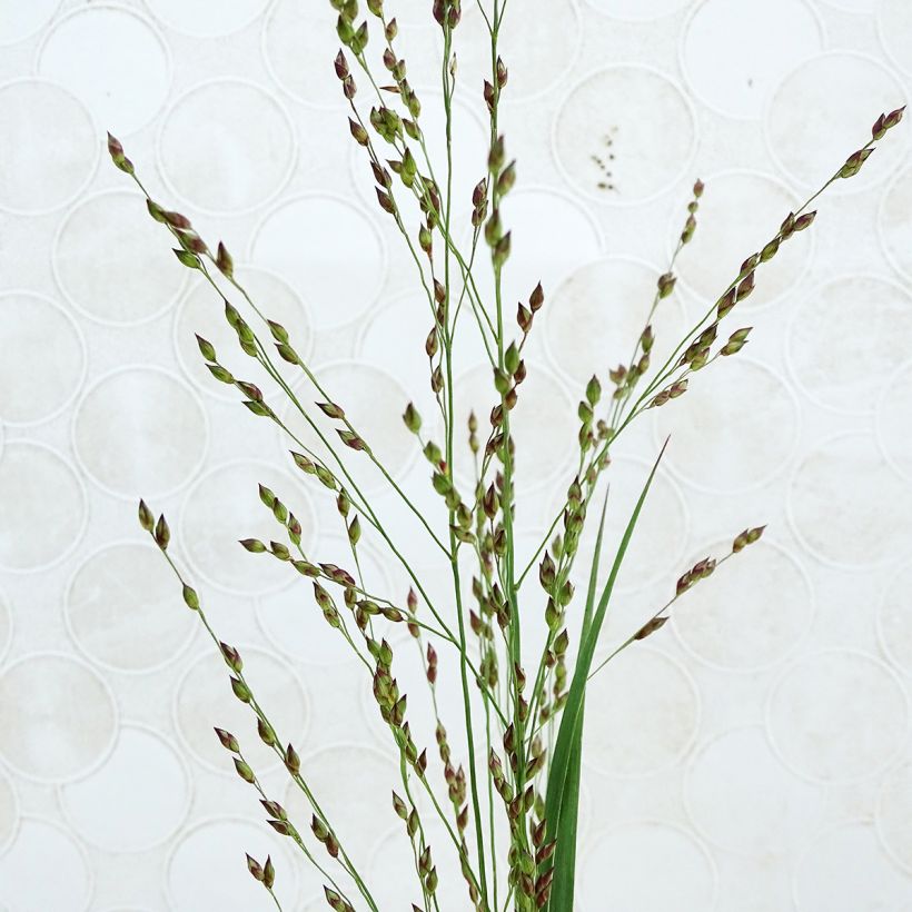 Panic érigé - Panicum virgatum Heiliger Hain (Flowering)