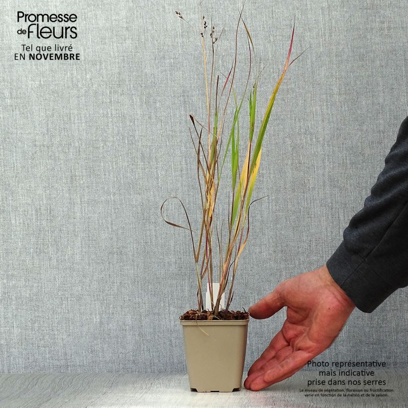 Example of Panic érigé - Panicum virgatum Heiliger Hain Godet de 8/9 cm as you get in automne
