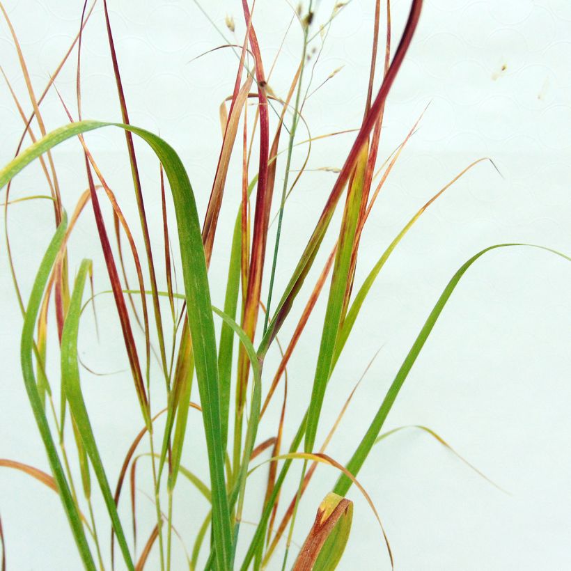 Panic érigé - Panicum virgatum Kulsenmoor  (Foliage)