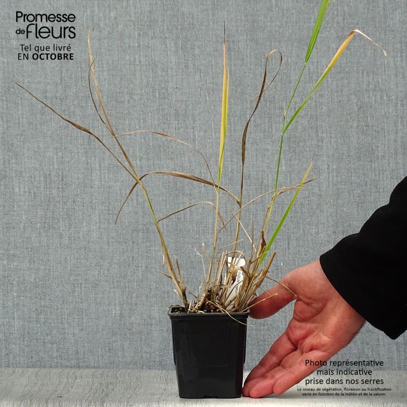 Example of Panic érigé - Panicum virgatum Warrior Godet de 8/9 cm as you get in automne