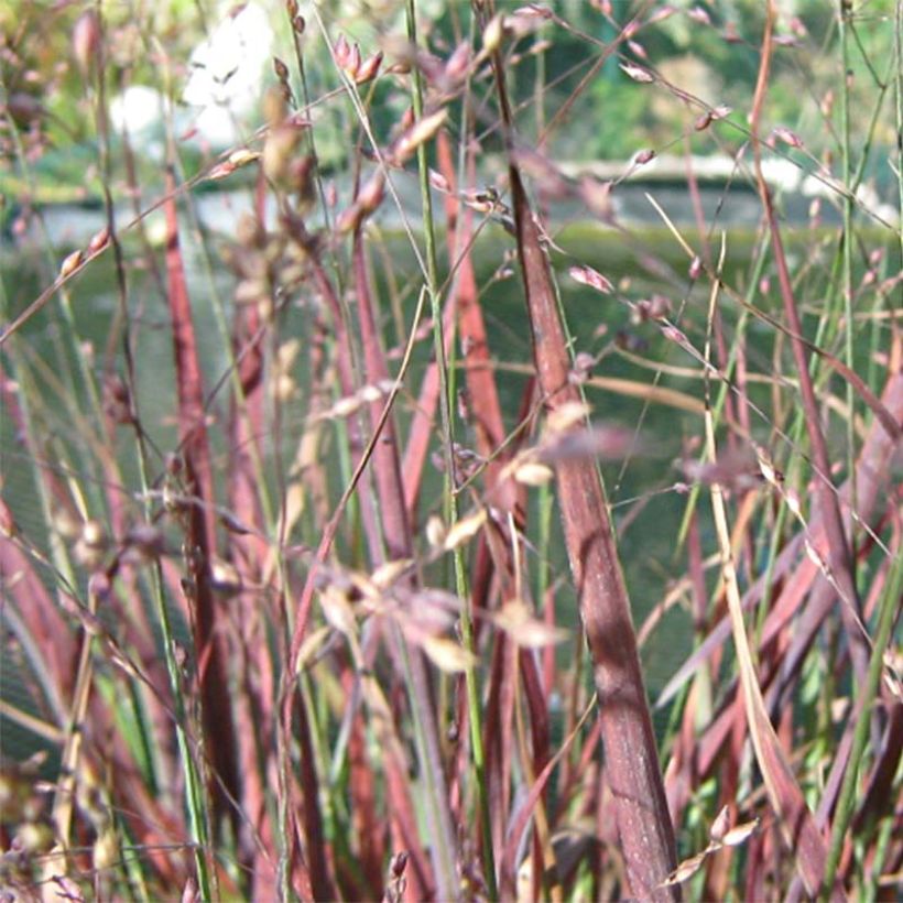 Panic érigé - Panicum virgatum Cheyenne Sky  (Flowering)