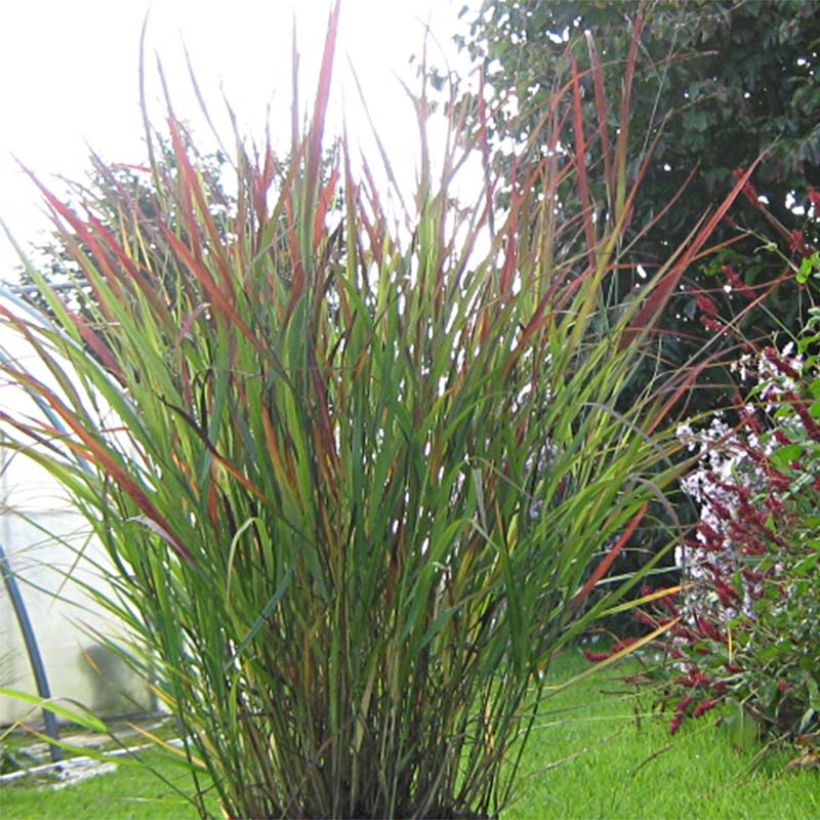 Panic érigé - Panicum virgatum Cheyenne Sky  (Plant habit)