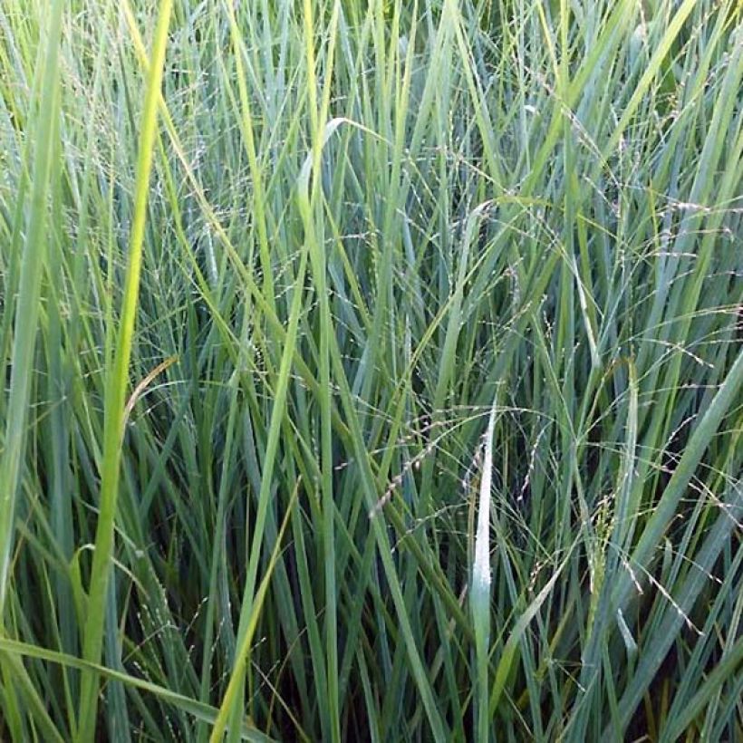 Panic érigé - Panicum virgatum Cloud Nine (Foliage)