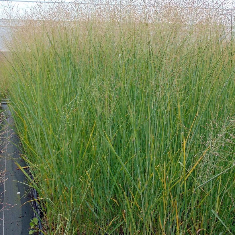 Panic érigé - Panicum virgatum Cloud Nine (Plant habit)