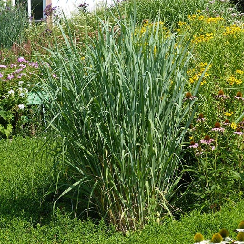 Panic érigé - Panicum virgatum Dallas Blues  (Plant habit)