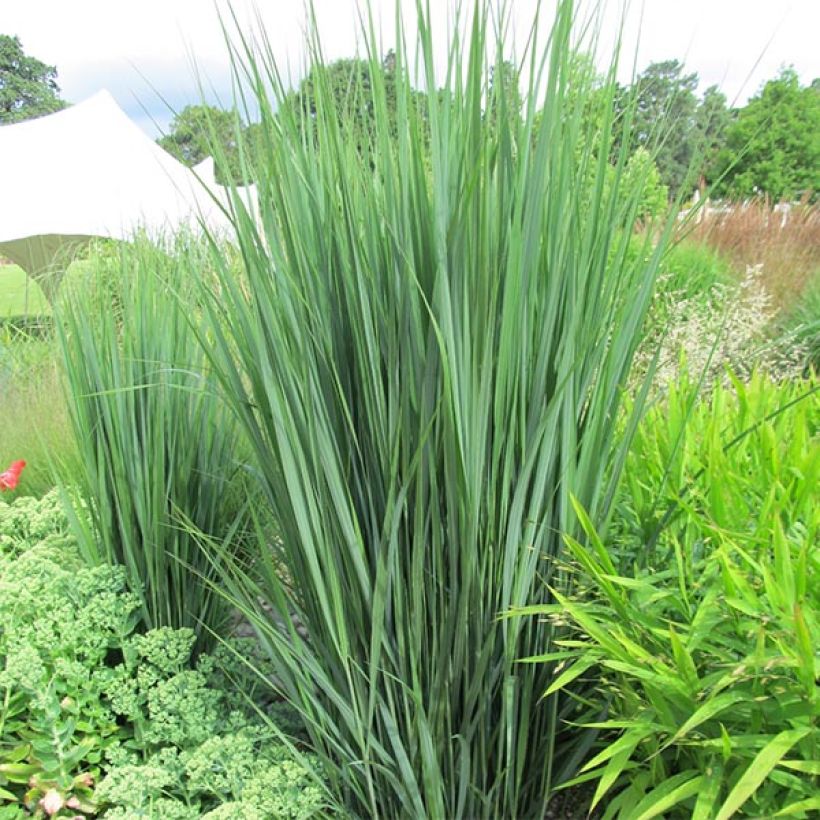 Panic érigé - Panicum virgatum Northwind  (Plant habit)