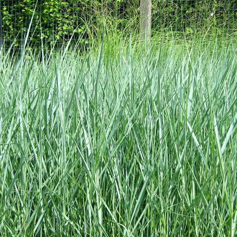 Panic érigé - Panicum virgatum Prairie Sky (Plant habit)