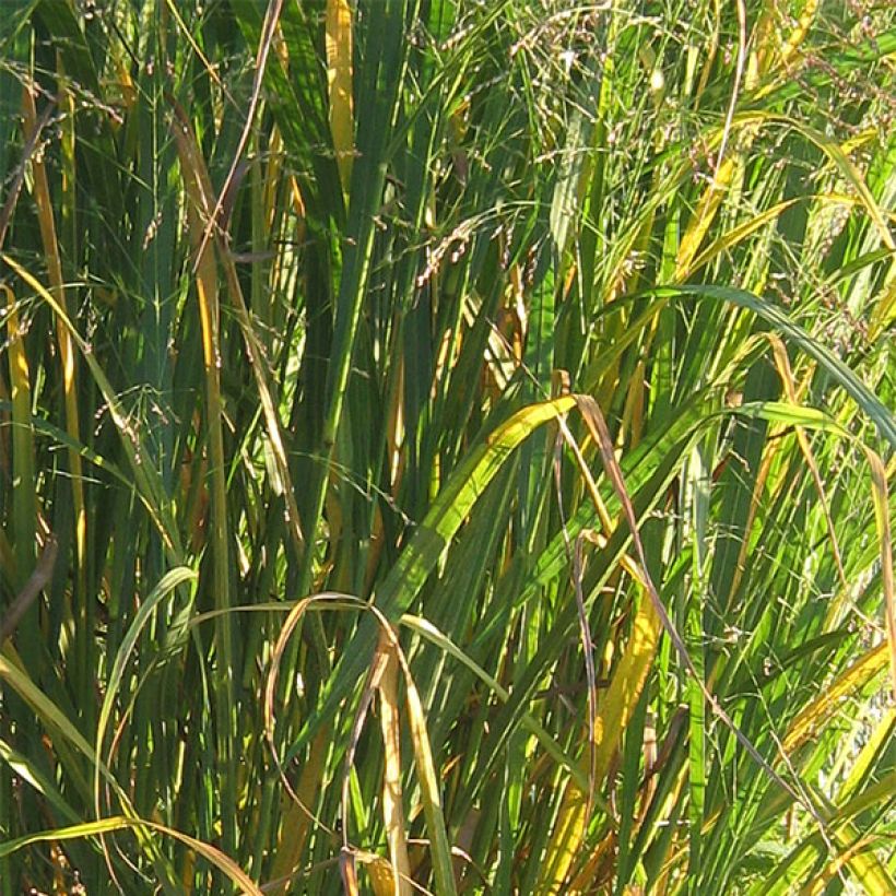 Panic érigé - Panicum virgatum Thundercloud  (Foliage)