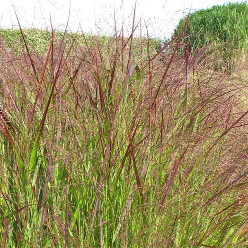 Panic érigé - Panicum virgatum Warrior (Flowering)