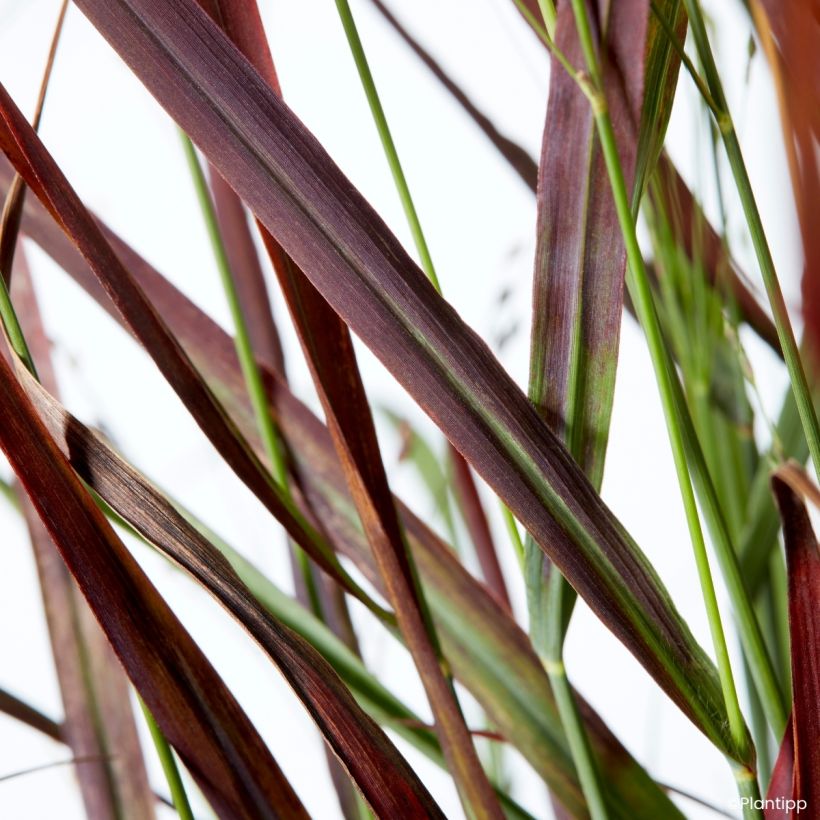 Panic érigé - Panicum virgatum Hot Rod (Foliage)
