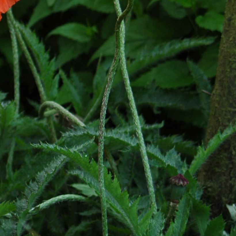 Pavot d'Orient rouge - Papaver orientale Allegro (Foliage)