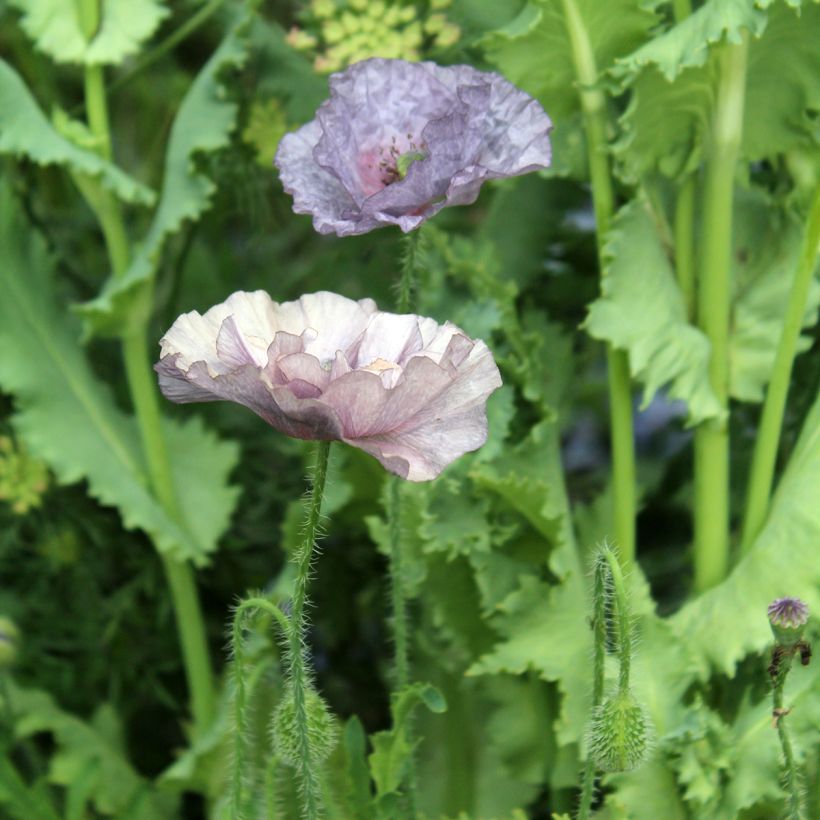Graines de coquelicot Amazing Grey - Papaver rhoeas (Flowering)