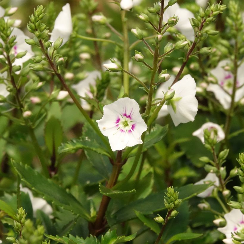 Parahebe catarractae Avalanche - véronique arbustive (Flowering)