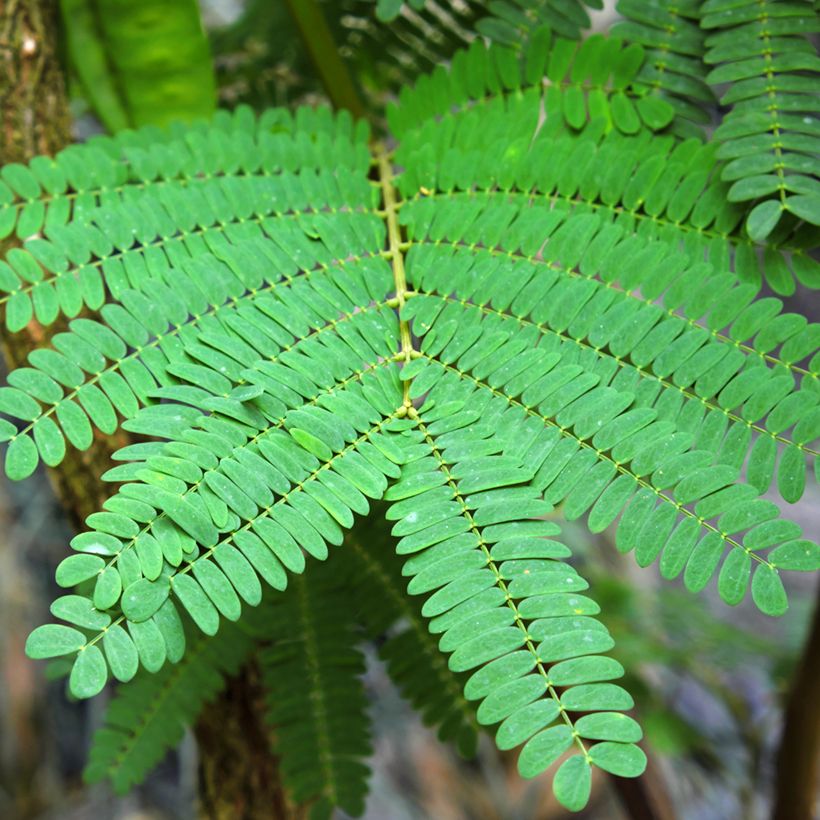 Paraserianthes lophantha - Acacia du Cap (Foliage)