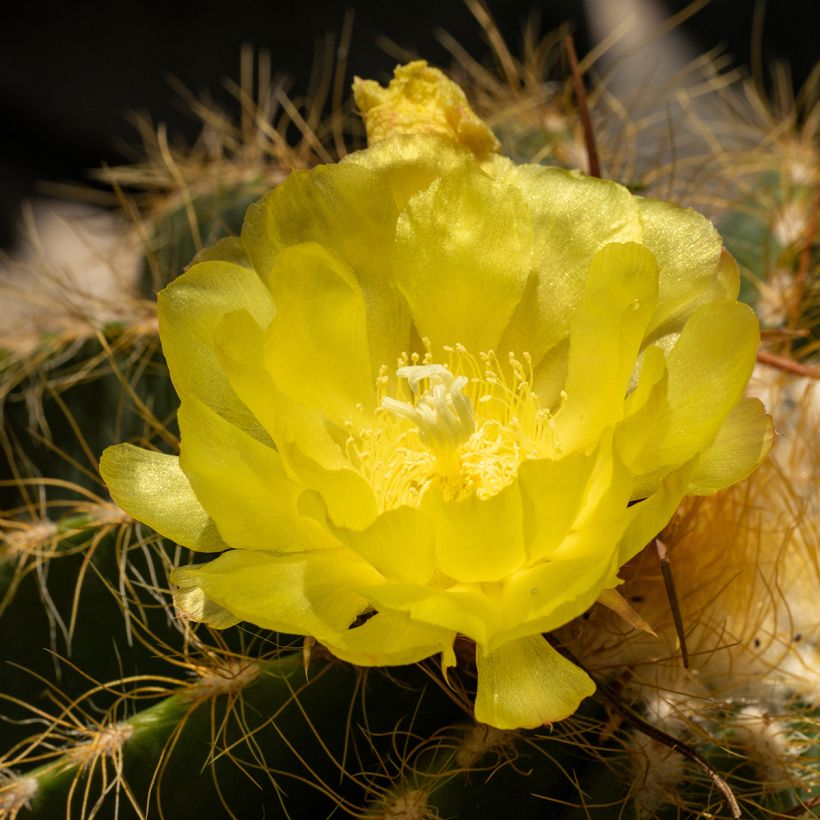 Parodia warasii - Notocactus warasii (Flowering)