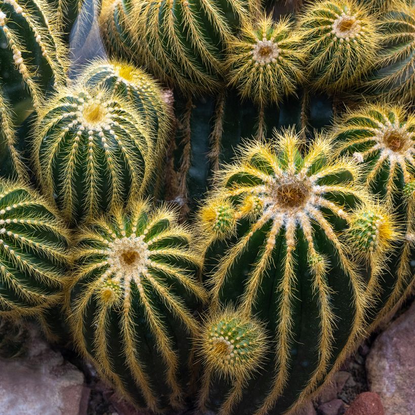 Parodia warasii - Notocactus warasii (Plant habit)