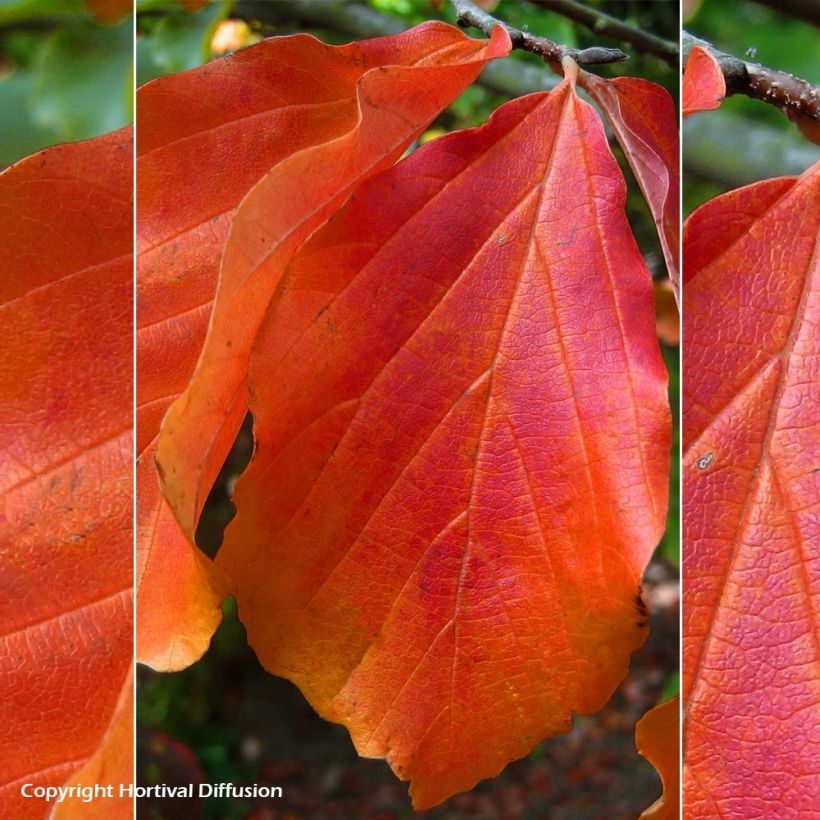 Parrotia persica Bella - Arbre de fer (Foliage)