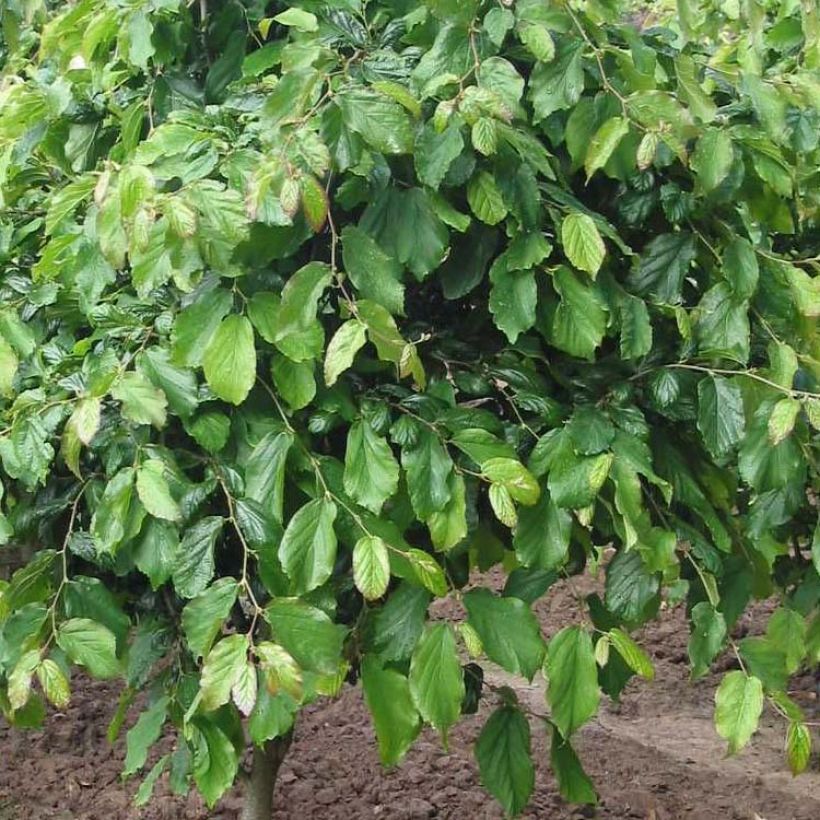 Parrotia persica Persian Spire - Arbre de fer (Foliage)
