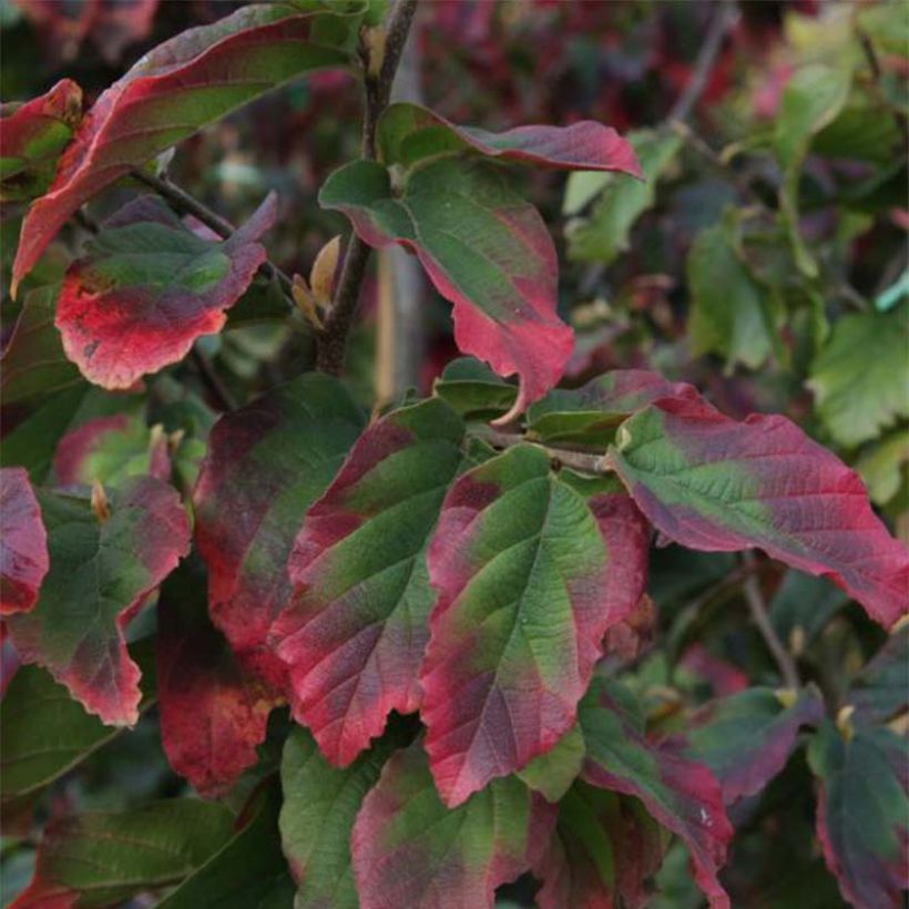 Parrotia persica Vanessa - Arbre de fer (Foliage)