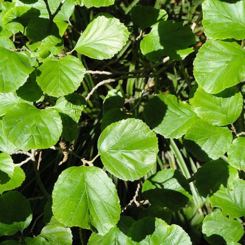 Parrotiopsis jacquemontiana - Parrotie de Jacquemont  (Foliage)