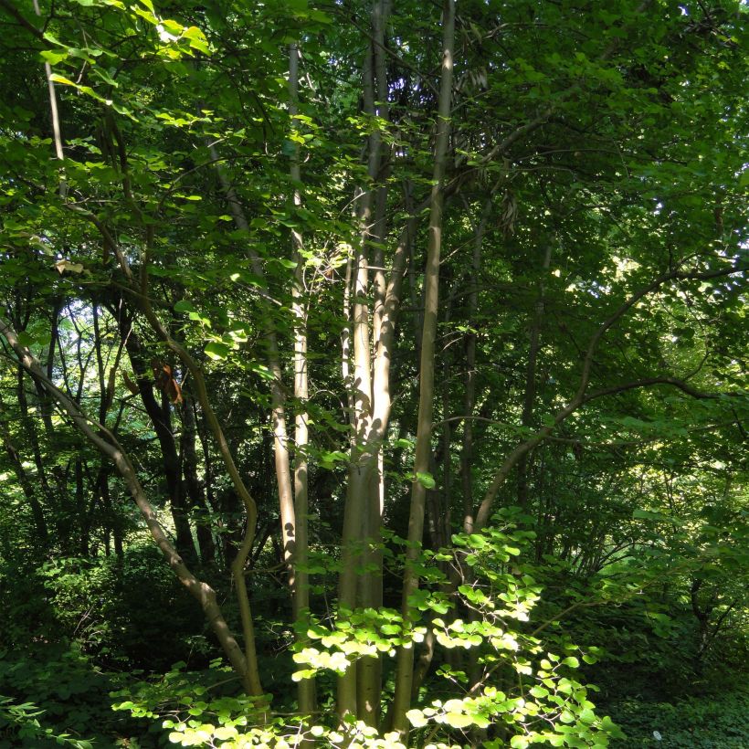 Parrotiopsis jacquemontiana - Parrotie de Jacquemont  (Plant habit)