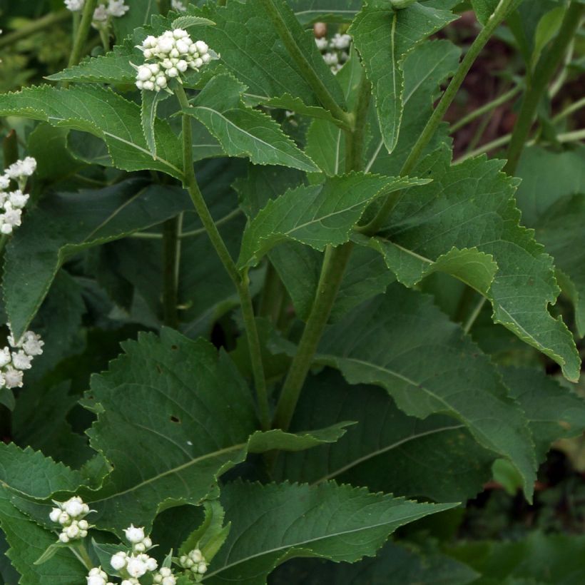 Parthenium integrifolium - Quinine sauvage (Foliage)