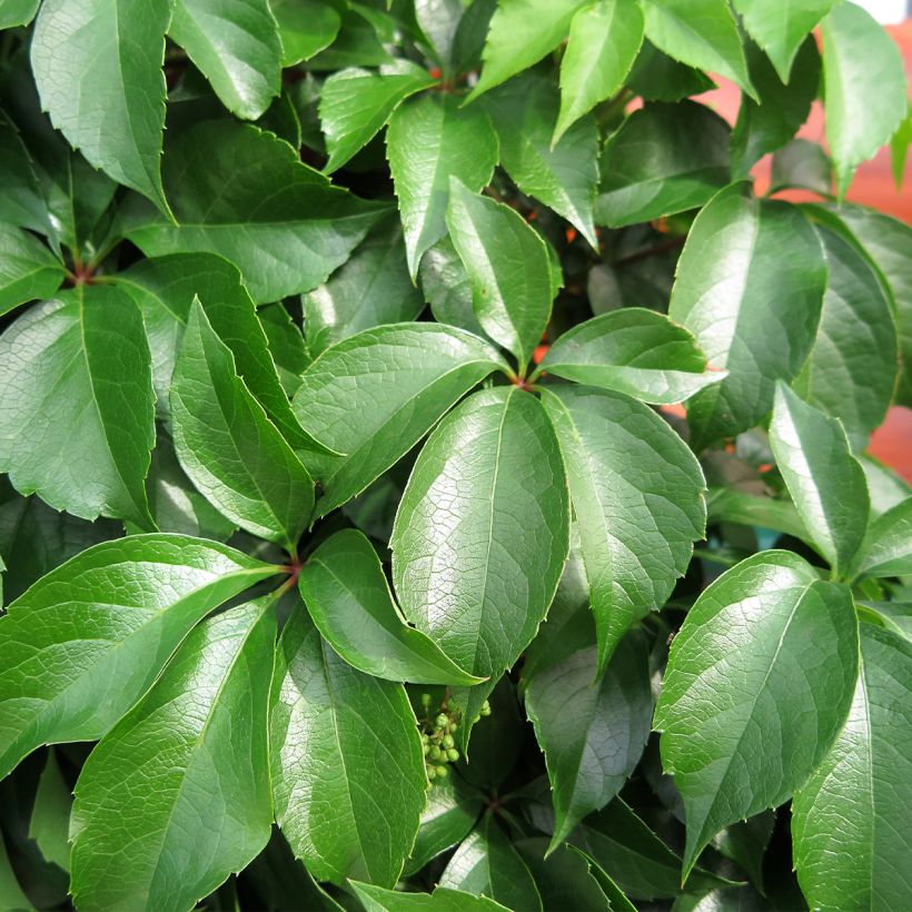 Vigne vierge - Parthenocissus quinquefolia Murorum (Foliage)