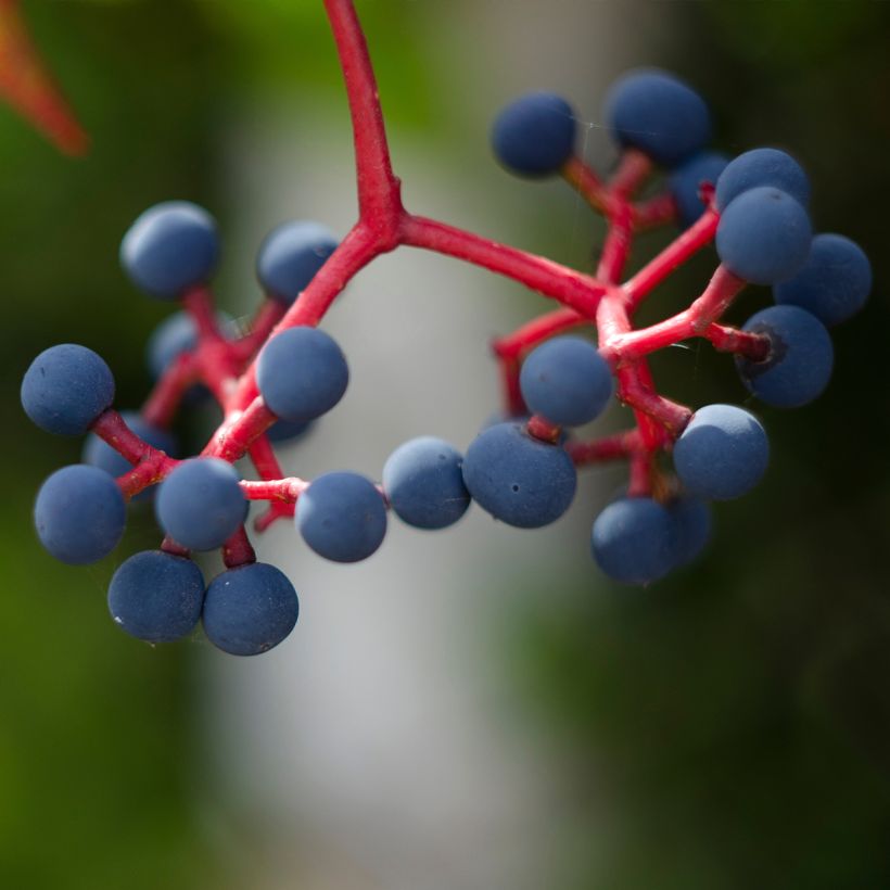 Vigne vierge - Parthenocissus quinquefolia Murorum (Harvest)