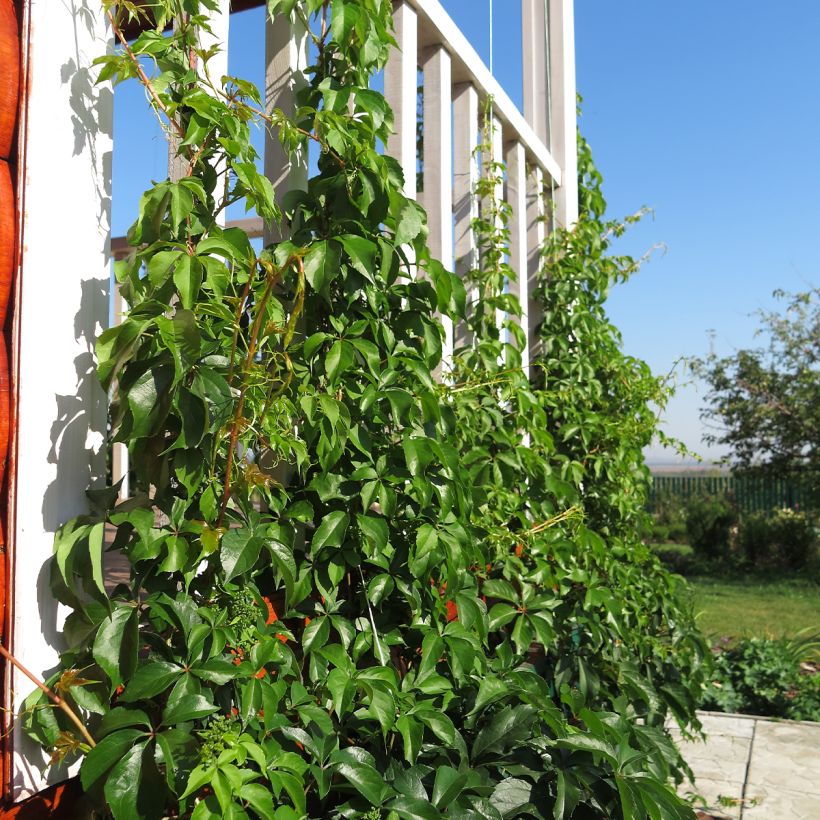 Vigne vierge - Parthenocissus quinquefolia Murorum (Plant habit)