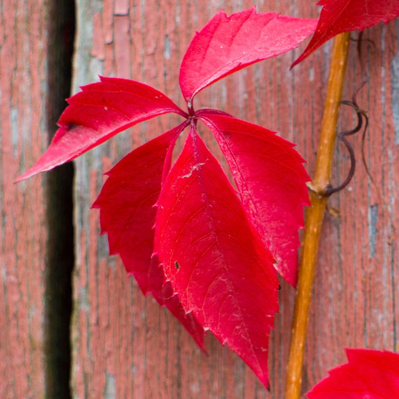 Vigne vierge - Parthenocissus quinquefolia Red Wall (Foliage)