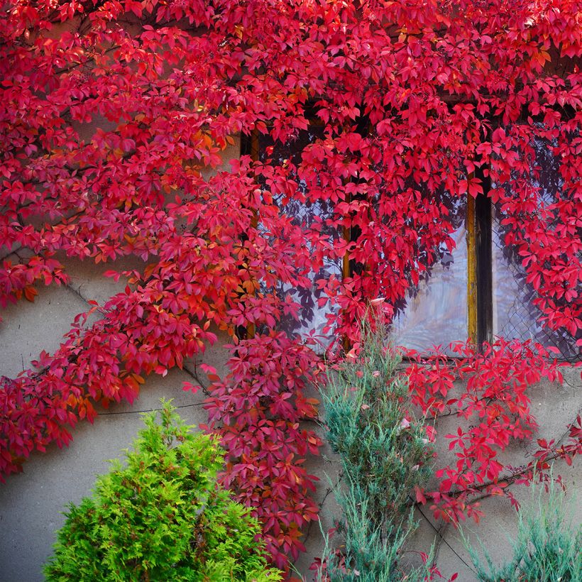 Vigne vierge - Parthenocissus quinquefolia Red Wall (Plant habit)