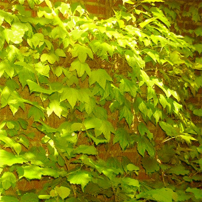Vigne vierge - Parthenocissus tricuspidata Fenway Park (Plant habit)