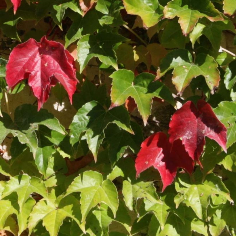 Vigne vierge - Parthenocissus tricuspidata Veitchii Robusta (Foliage)