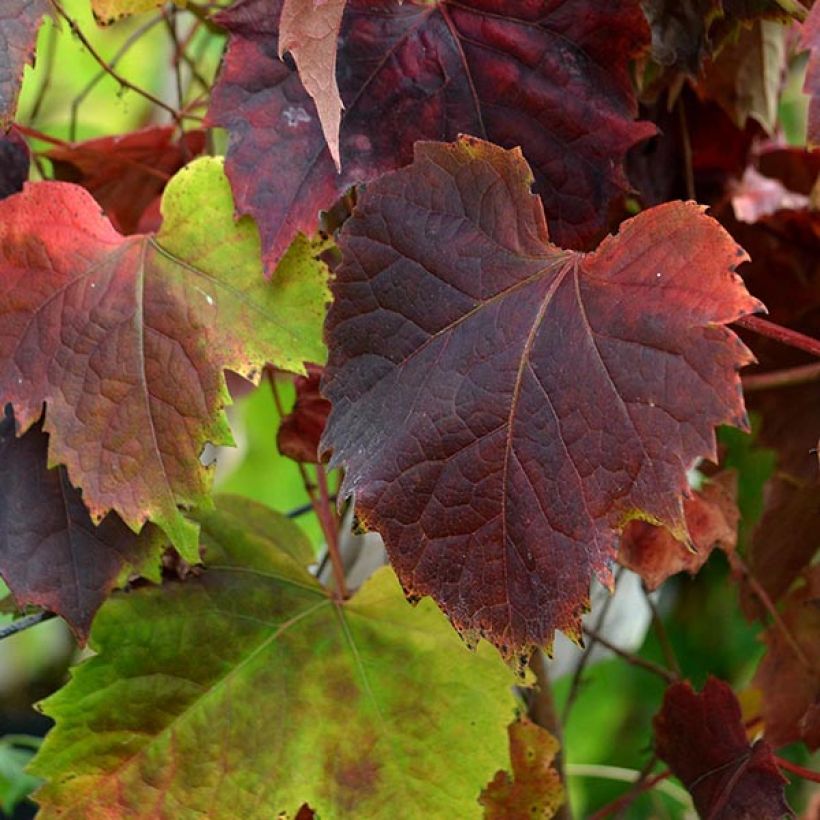 Vigne vierge - Parthenocissus tricuspidata atropurpurea (Foliage)