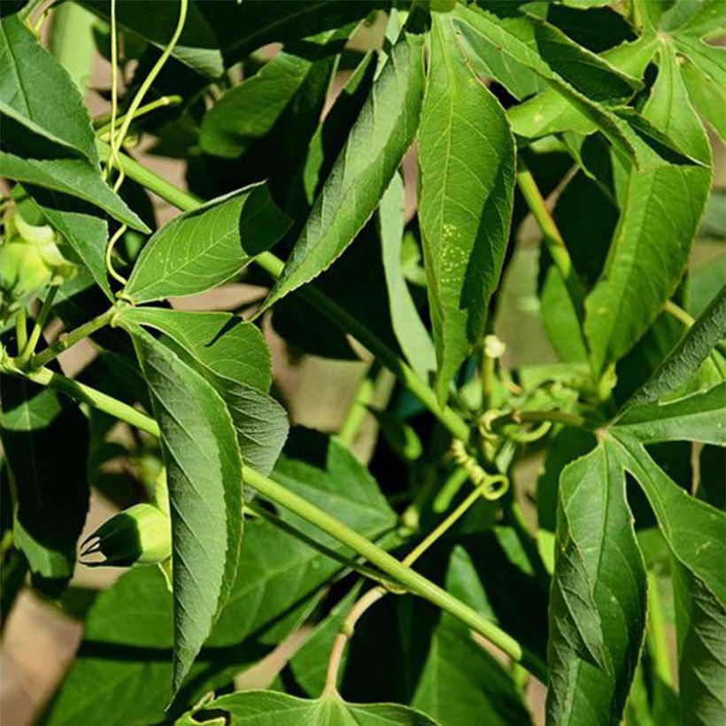 Passiflore Incense - Fleur de la Passion (Foliage)