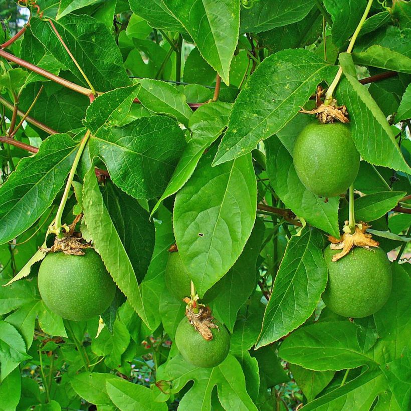Passiflora incarnata - Passiflore officinale (Foliage)