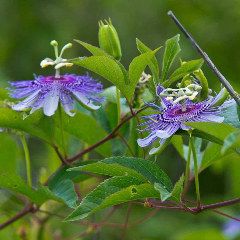 Passiflora incarnata - Passiflore officinale (Flowering)