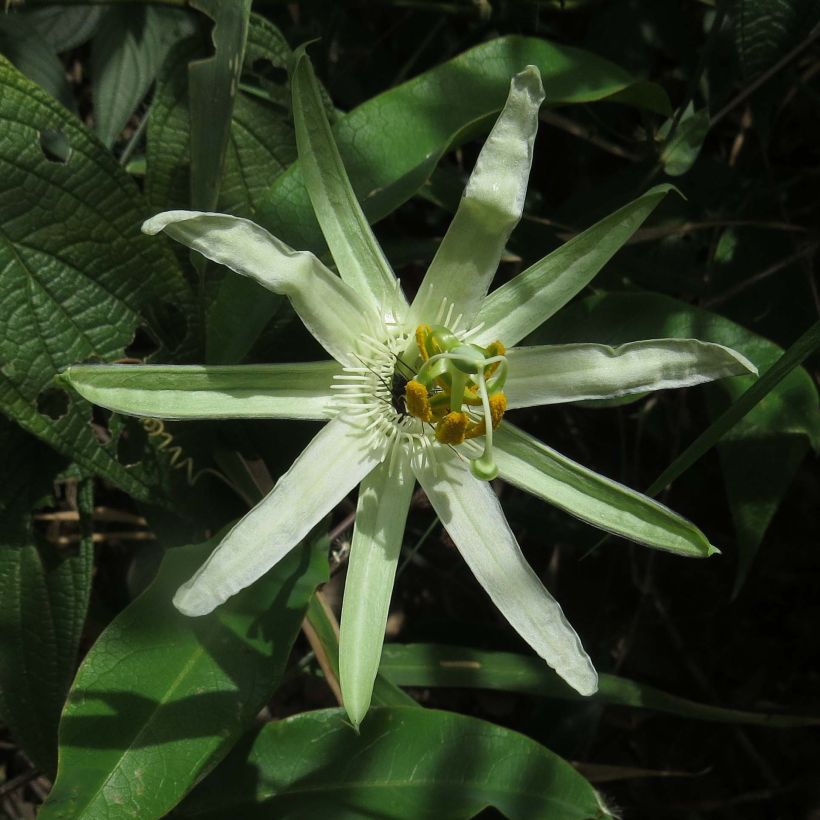 Passiflora mucronata - Fleur de la Passion (Flowering)