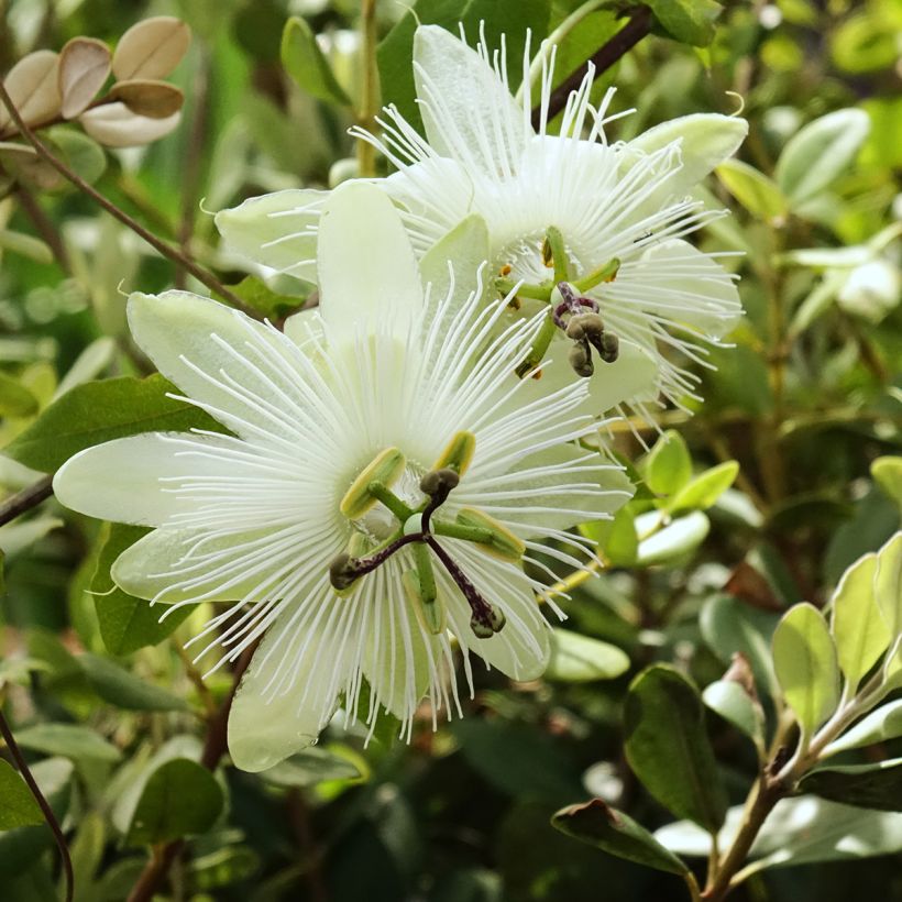 Passiflora subpeltata - Fleur de la Passion (Flowering)