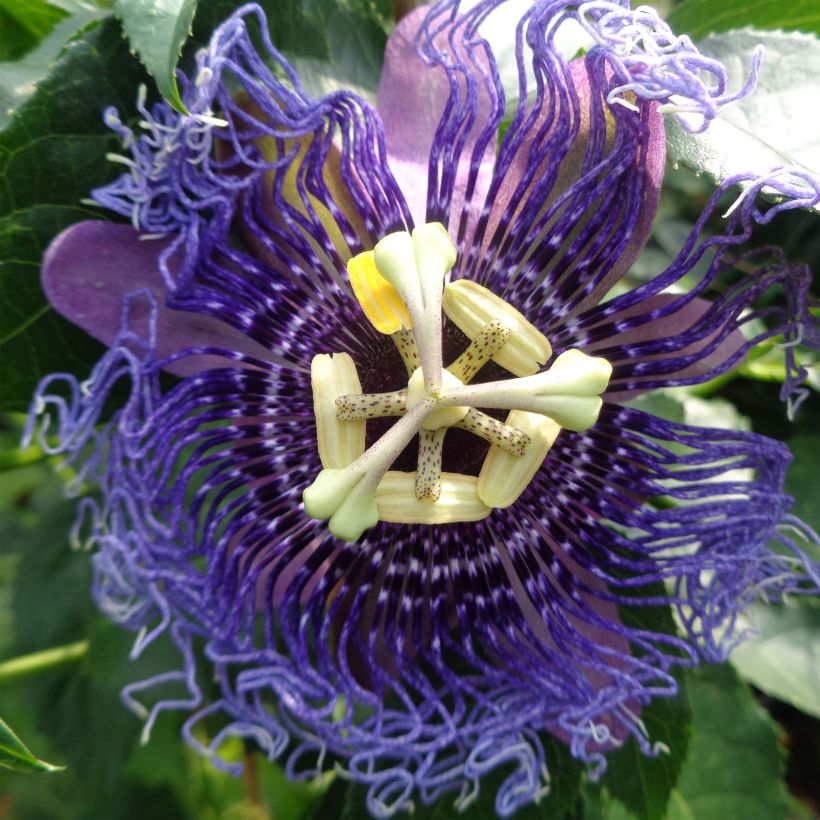 Passiflore Essenza - Fleur de la Passion (Flowering)
